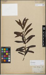 Foto von Salix hartwegii Benth.